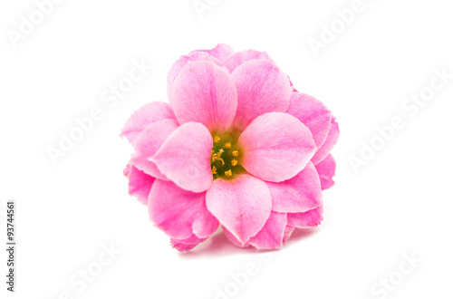 delicate pink flowers