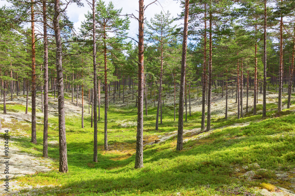 Woodst with pines trees and lichen Woodst with pines trees and lichen
