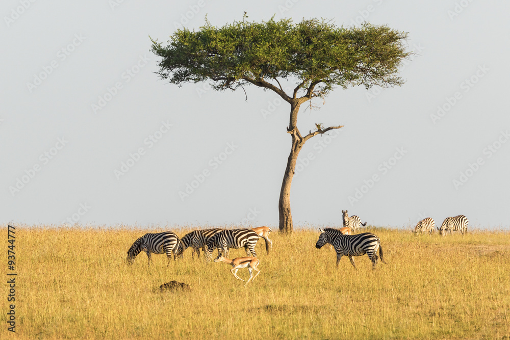 Zebras and gazelles at a tree on the savannah Zebras and gazelles at a tree on the savannah