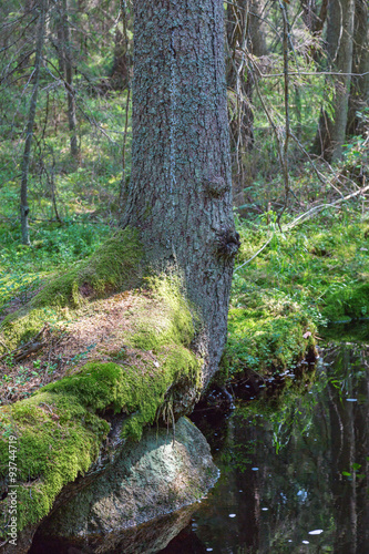 Creek in the the forest with a tree at the water's edge