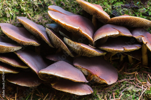 Many chestnut brittlestem mushrooms in the forest photo