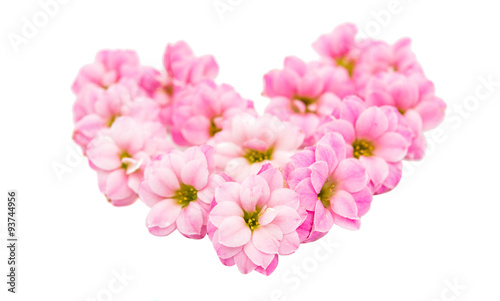delicate pink flowers