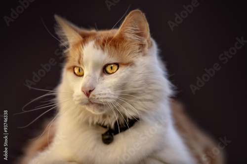 Cat Portrait © Nailia Schwarz