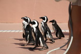 アドベンチャーワールドのペンギンパレード