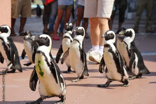 アドベンチャーワールドのペンギンパレード