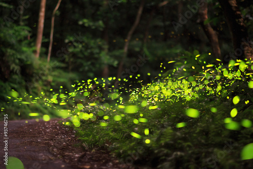 Obraz na plátně fireflies flying around in the forest