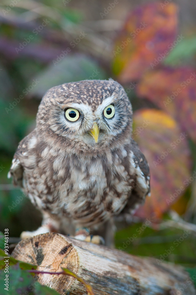 Little Owl