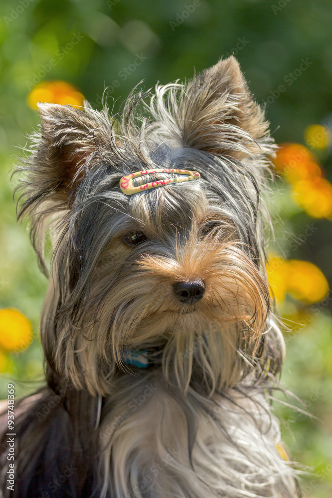 Naklejka premium Portrait of cute Yorkshire terrier