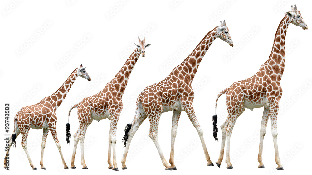 Fototapeta premium Kolekcja żyraf na białym tle w różnych pozach