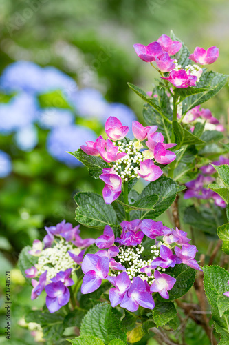 Wallpaper Mural あじさい Torontodigital.ca