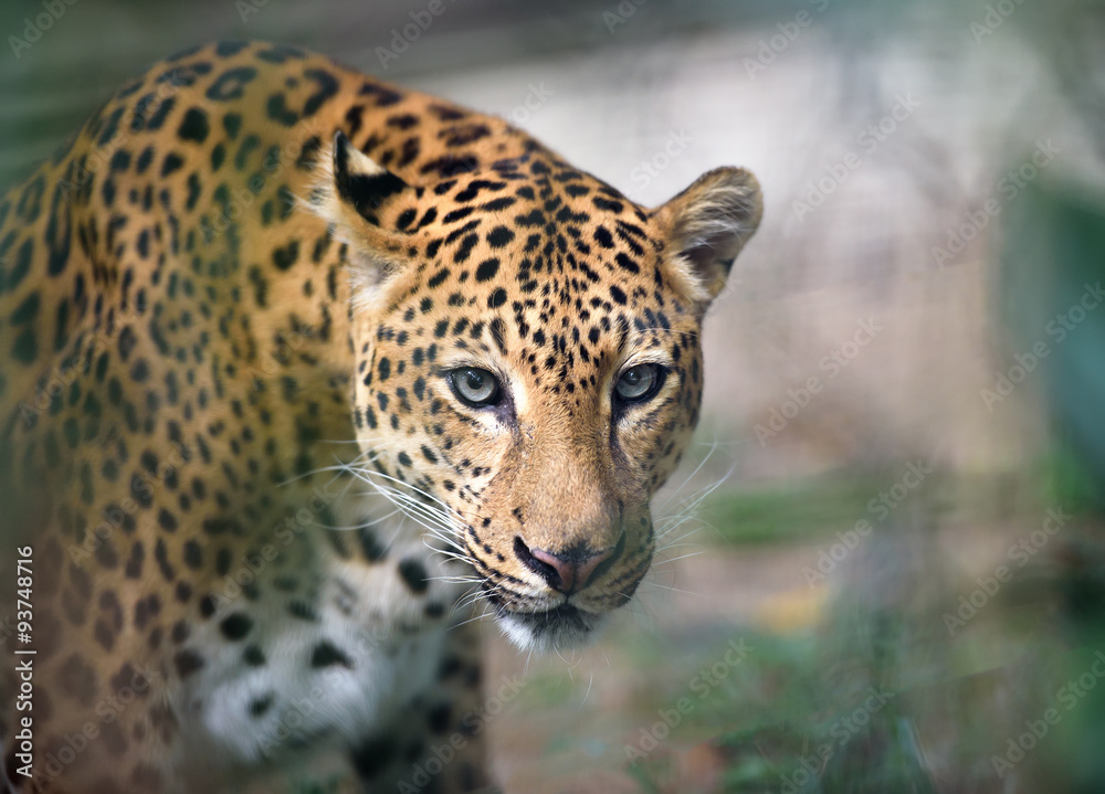 Naklejka premium Closeup jaguar portrait