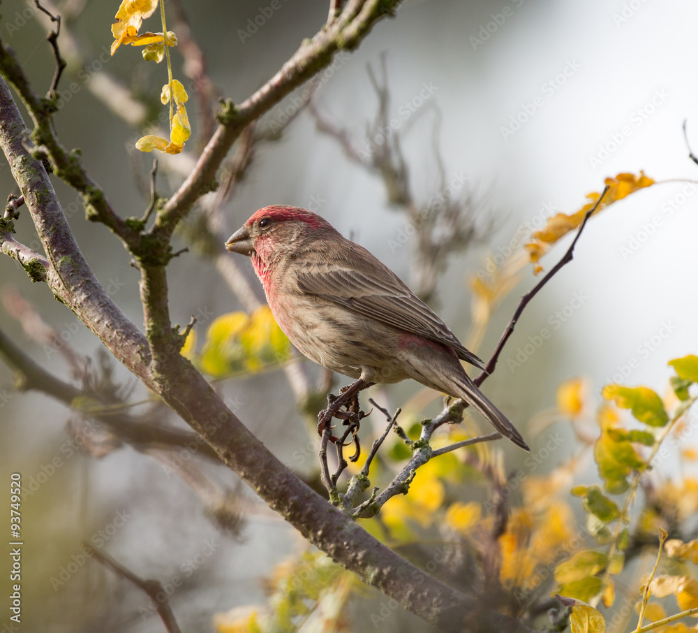 Obraz premium House Finch (Haemorhous mexicanus) Male perched on a tree branch. Alameda County, California, USA.