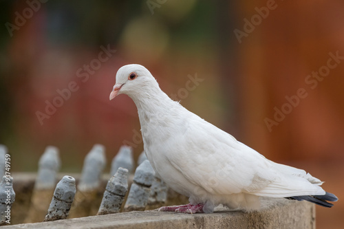 White pigeon came to drink from a fountain. Fall landscape. photo