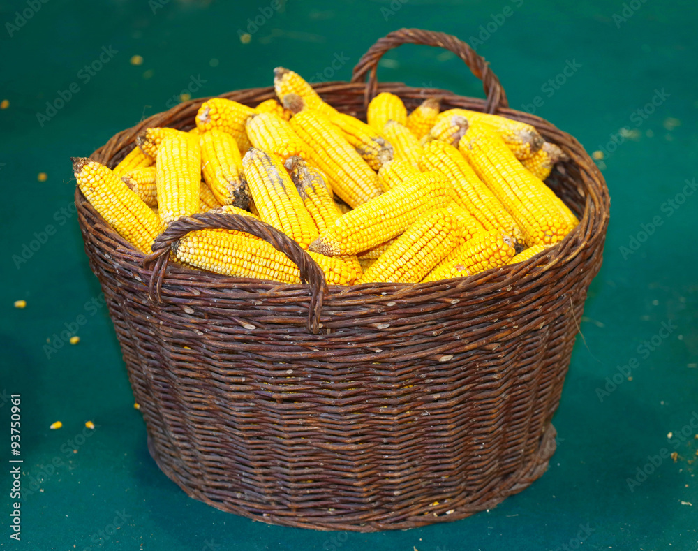 Corn cobs in basket at autumn harvest rural scene