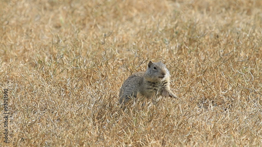 prairie dog eating seeds P HD 0830 prairie dog eating seeds P HD 0830