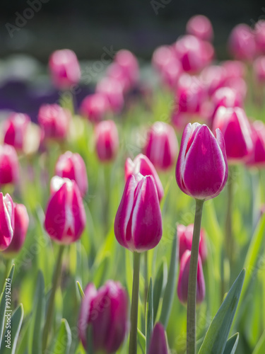 Manay vitality purple tulips close up shot photo