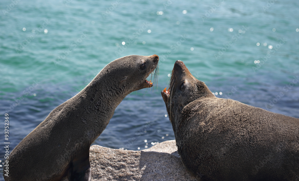 Naklejka premium Fur Seals Interacting Arguing