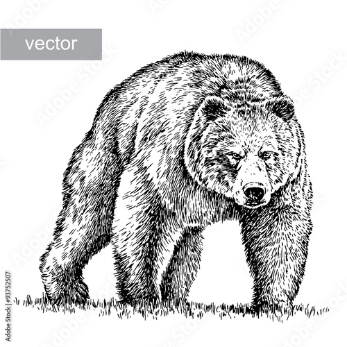 engrave bear illustration