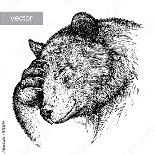 engrave bear illustration