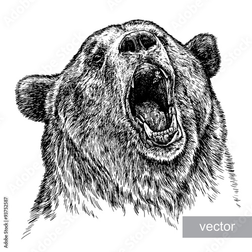 engrave bear illustration