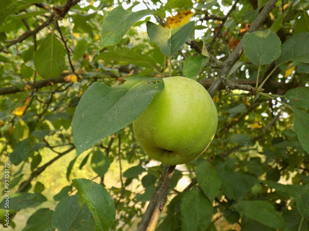 Apple on tree