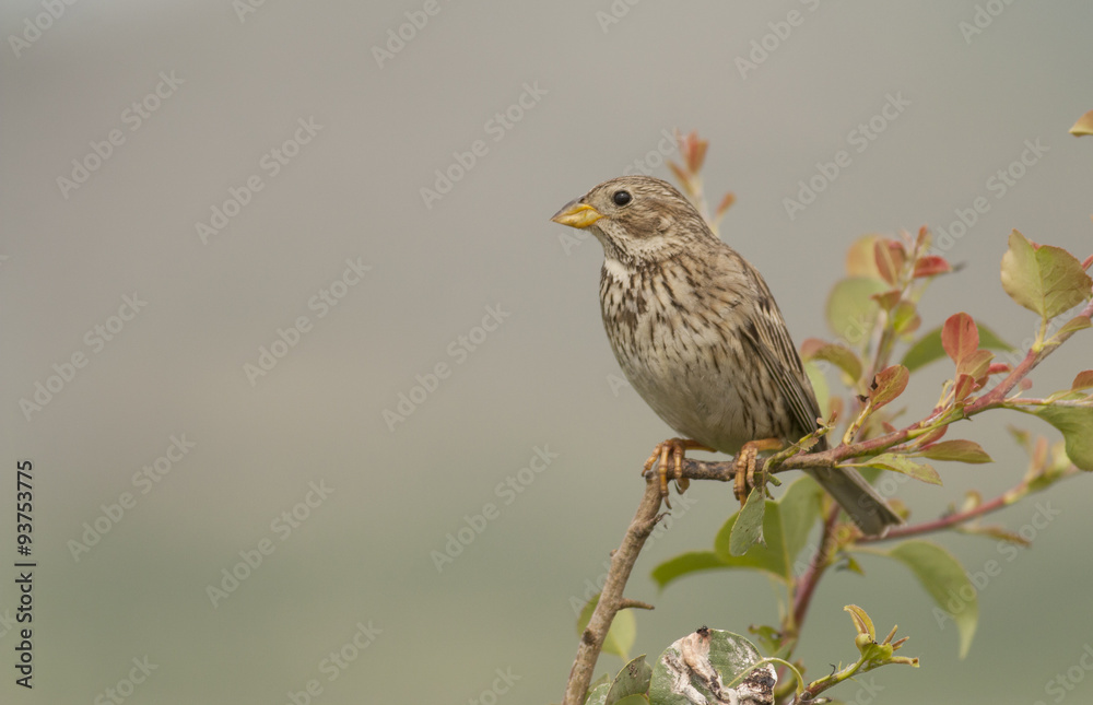 Fototapeta premium Corn Bunting