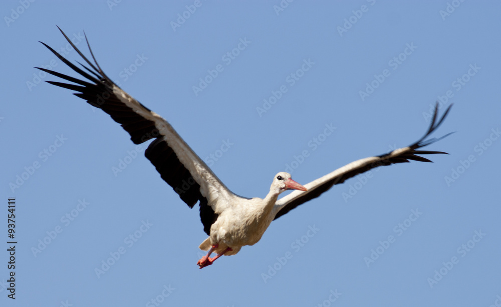 Obraz premium Migrating White Storks