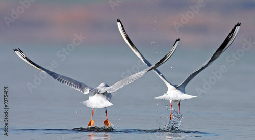 Black-headed Gulls in flight