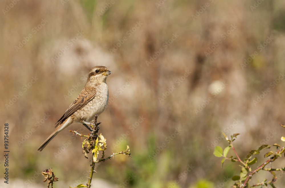 Young Red-backed Shrike Young Red-backed Shrike