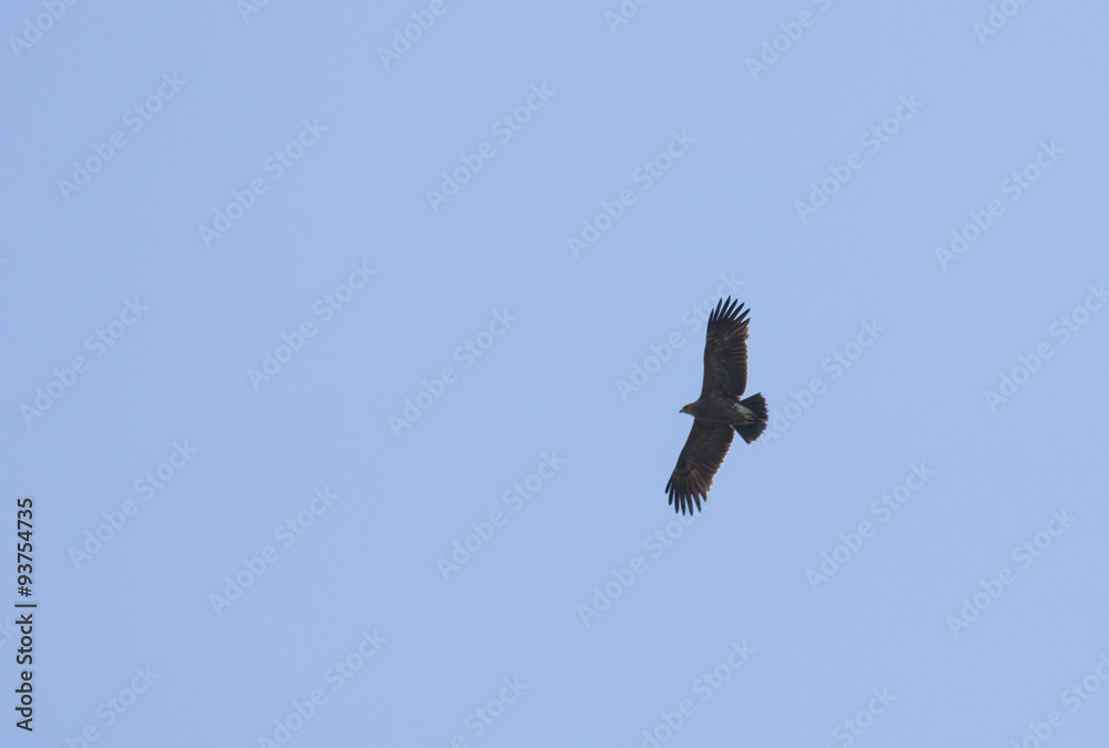 Lesser spotted eagle