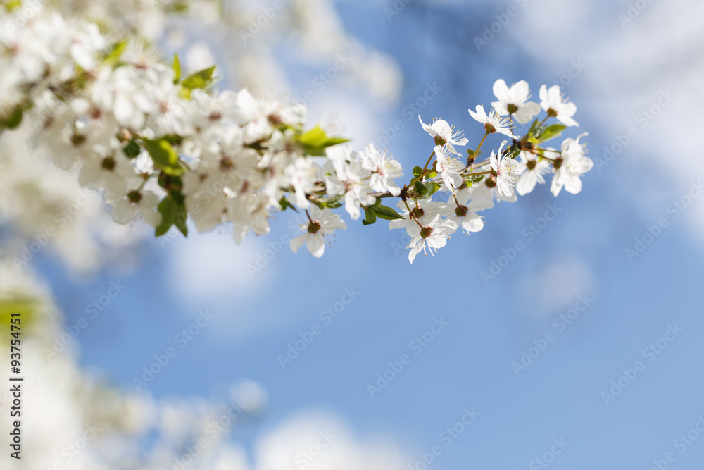 Flowers blooming mirabelle. Floral background,small depth of fie