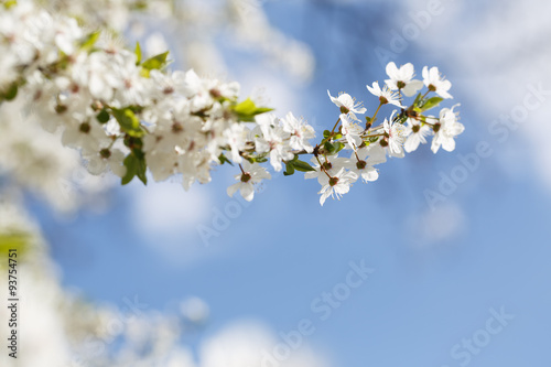 Flowers blooming mirabelle. Floral background,small depth of fie