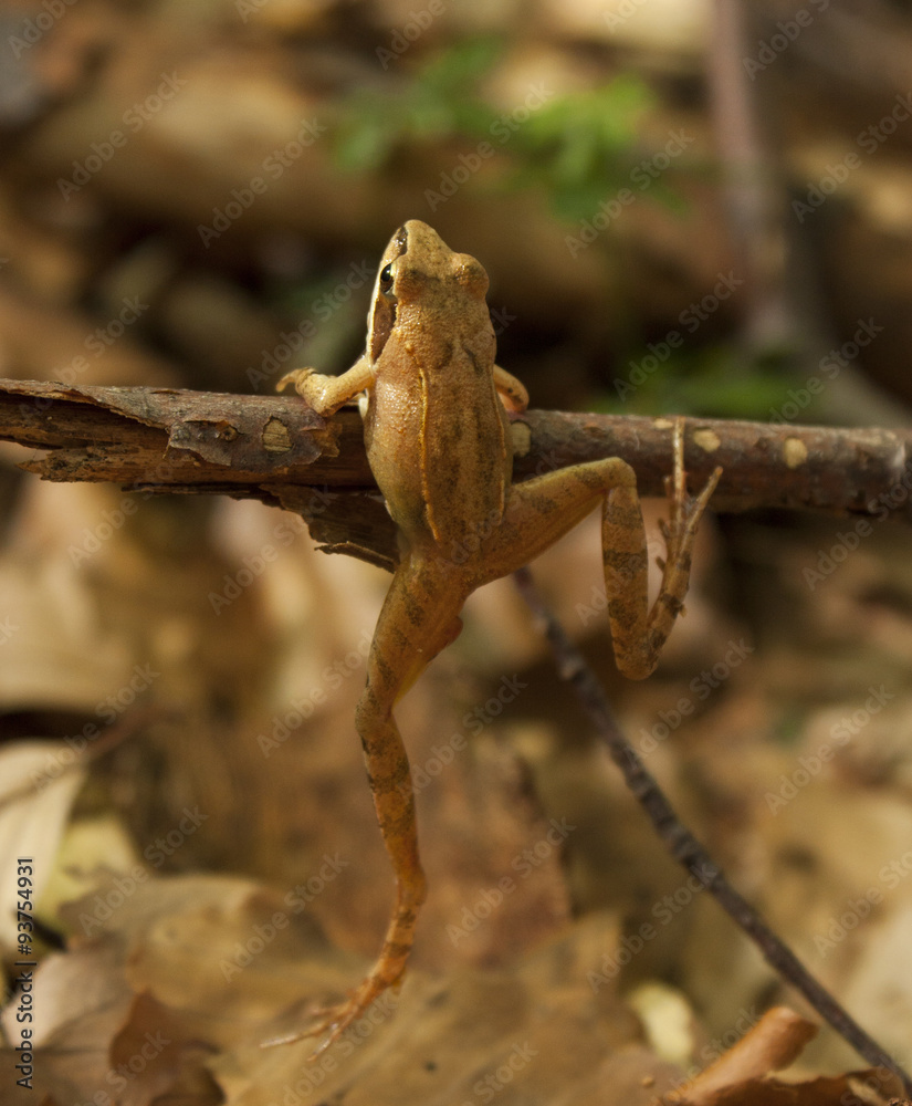 Fototapeta premium Greek stream frog (Rana graeca)