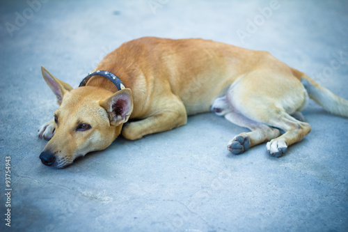 brown street dog © whyframeshot