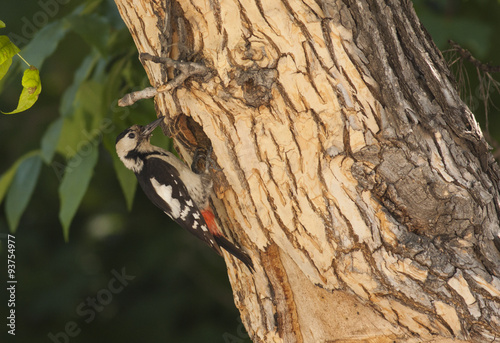 Syrian Woodpecker on nest