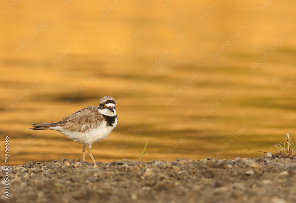 Little ringed Plover Little ringed Plover
