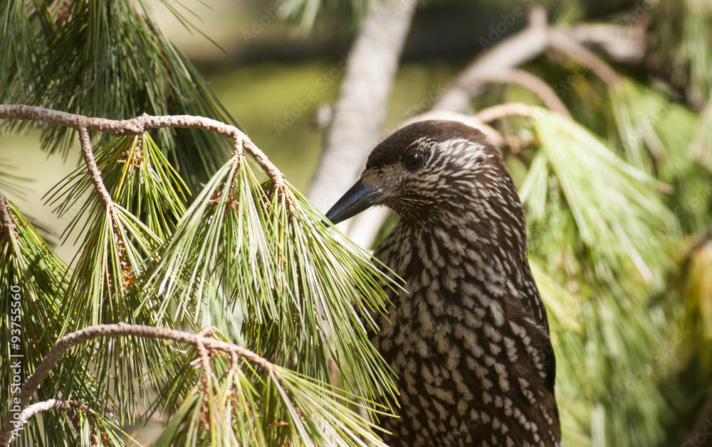 Fototapeta premium Spotted Nutcracker (Nucifraga caryocatactes)