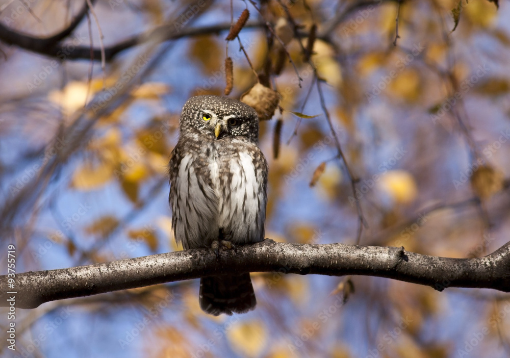 Pygmy owl Pygmy owl