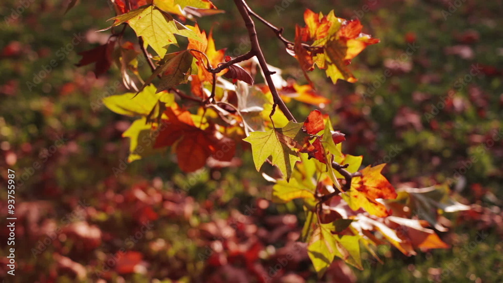 Colorful red and yellow leaves on tree branch, Wind blows softly. Shallow field of view. Colorful red and yellow leaves on tree branch, Wind blows softly. Shallow field of view.