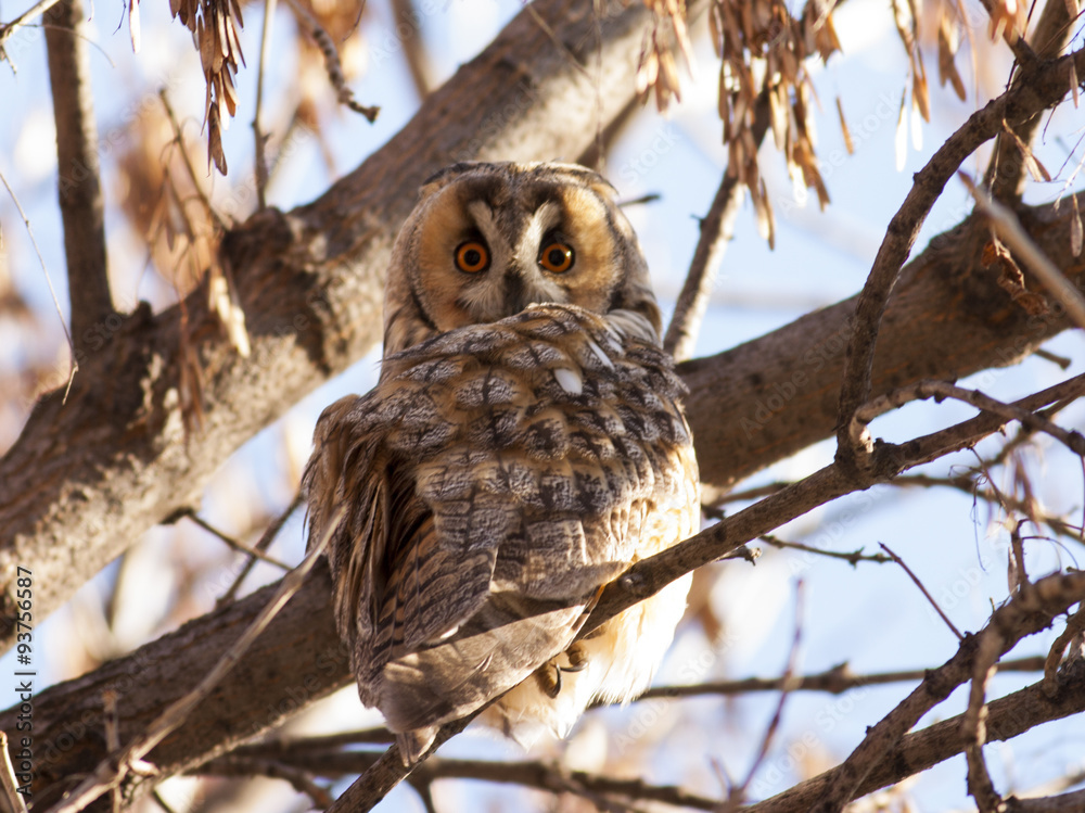 Obraz premium Long-eared Owl (Asio otus)