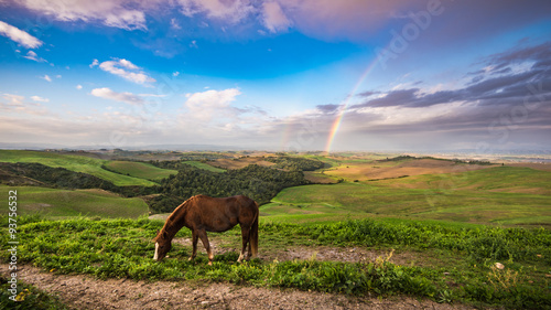 Rainbow over the beautiful fields and grazing horse © Jarek Pawlak