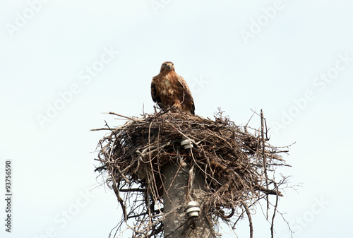 Long-legged Buzzard in nest