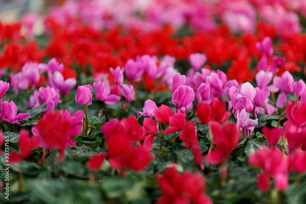 Flowers in a greenhouse 