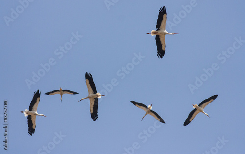 Migrating White Storks