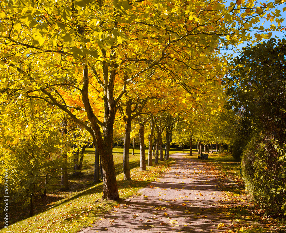 Naklejka premium Pedestrian walkway for exercise lined up with beautiful tall tre