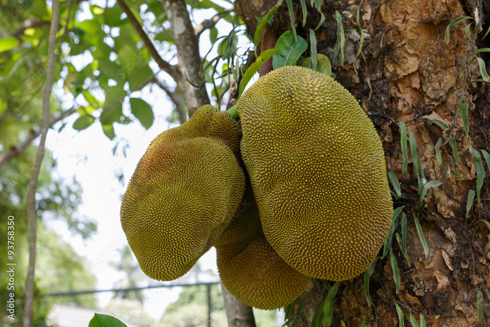 jackfruit in the tree close-up Photography jackfruit in the tree close-up Photography