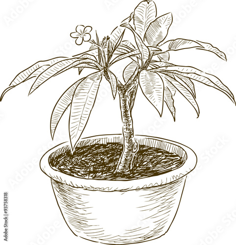 plant in a flowerpot