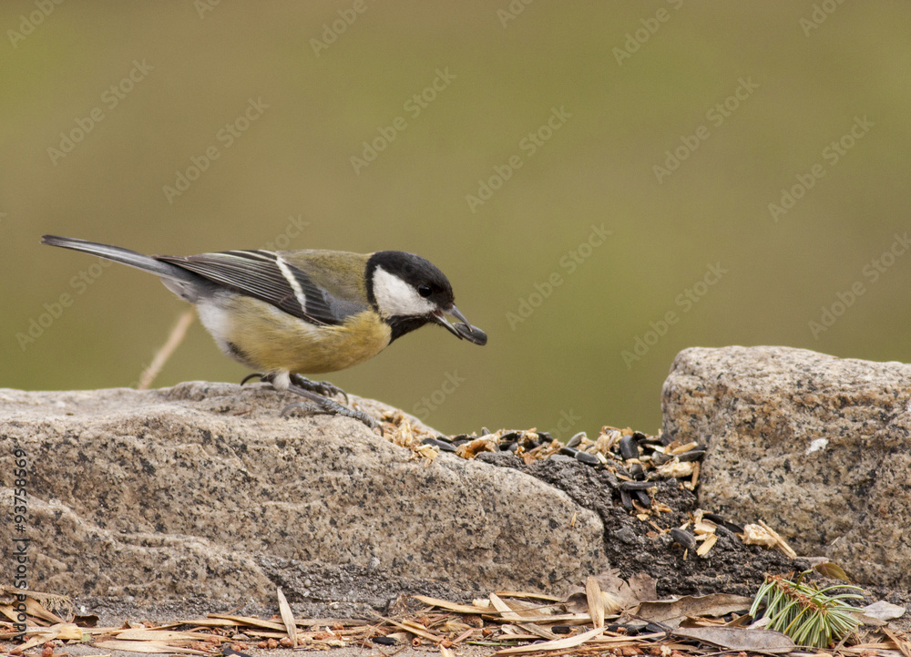 Great Tit