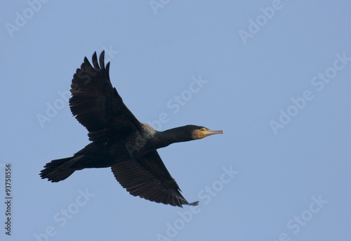 Cormorant in flight © georgigerdzhikov