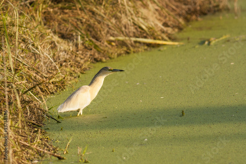 Squacco Herron photo